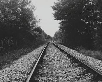 Railroad tracks amidst trees