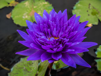 Close-up of purple flower