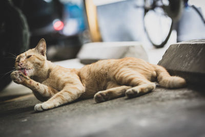 Close-up of cat sleeping