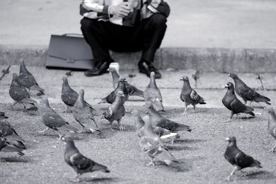 Pigeons on field