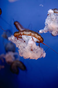 Close-up of fish swimming in sea