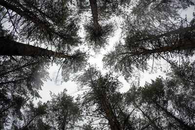 Low angle view of trees in forest