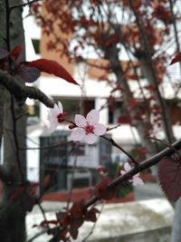 Close-up of pink flowers