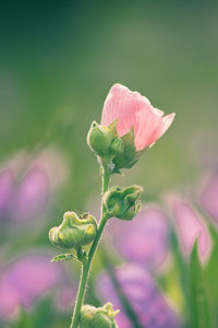 Close-up of pink flowering plant