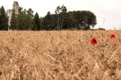 Close-up of wheat growing on field