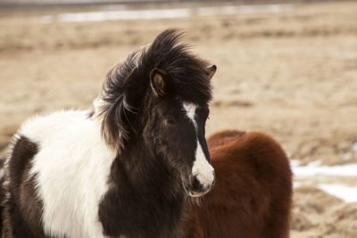 Portrait of a black and white icelandic horse on a meadow in spring