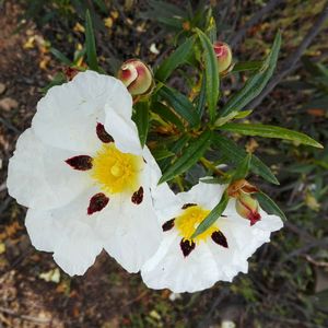 Close-up of white flowers blooming outdoors