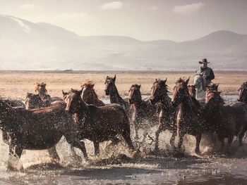 Horses plashing water while running in river