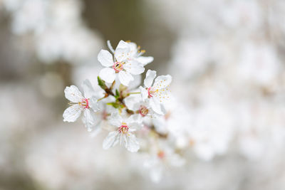 Close-up of white cherry blossom tree