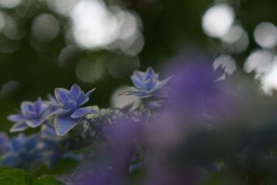 Close-up of purple flowers