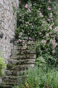 Flowers on tree