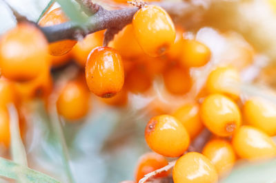 Close-up of orange fruits