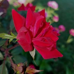 Close-up of red flowers blooming outdoors