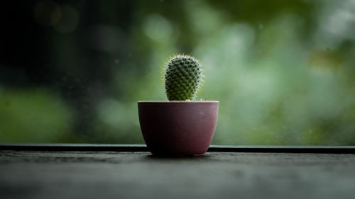 Close-up of potted plant on table