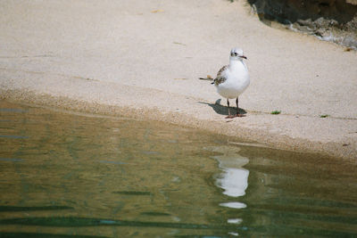 Seagull perching on a lake