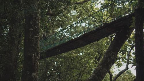 Low angle view of trees in forest