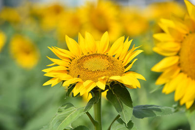 Close-up of yellow flowering plant