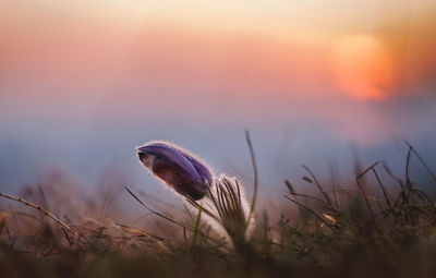 Close-up of purple flowers on field at sunset