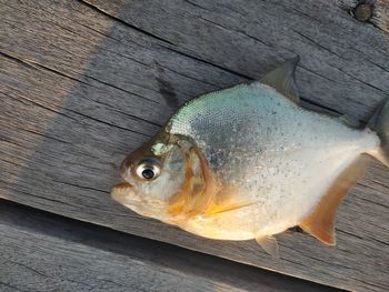 High angle view of fish