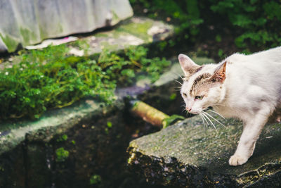 Cat looking away