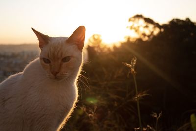 Close-up portrait of a cat