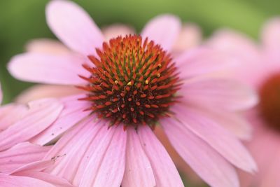 Close-up of pink flower