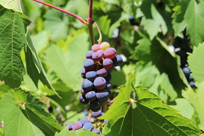 Close-up of berries growing on tree