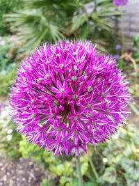 Close-up of purple flower blooming outdoors