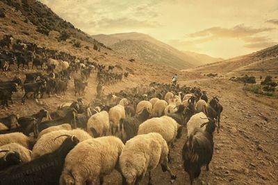 Man walking with sheep and goats on mountain against sky
