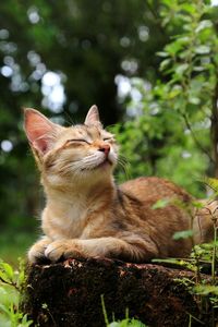 Cat sitting under a tree