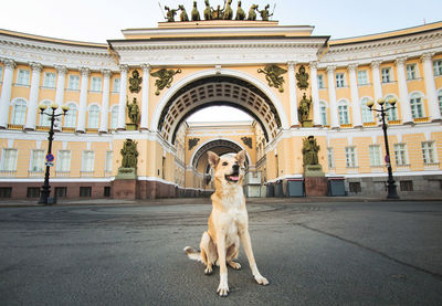 Portrait of dog against building in city