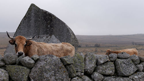 View of cow on rock