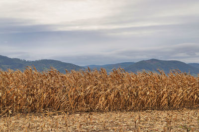 Corn field in autumn against sky