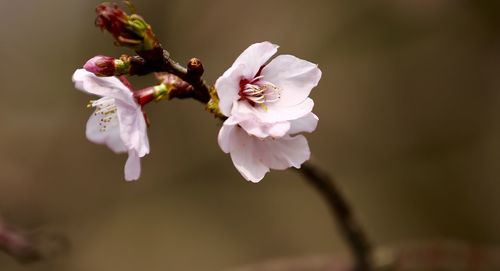 Close-up of white flowers