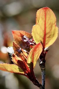 Close-up of red flowering plant