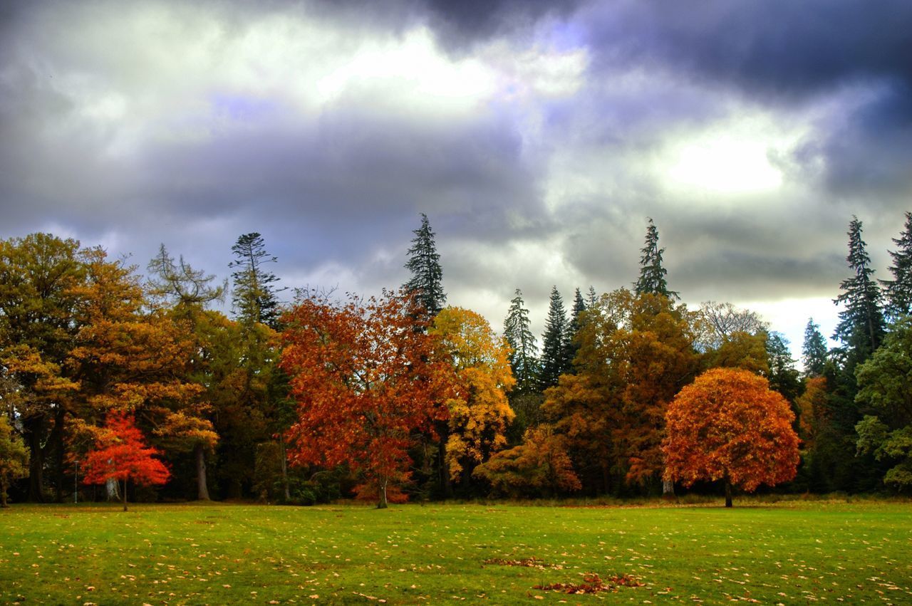 TREES AGAINST SKY DURING AUTUMN