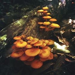 Close-up of mushrooms growing on field