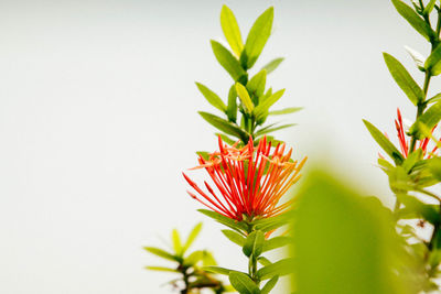 Close-up of red flowers