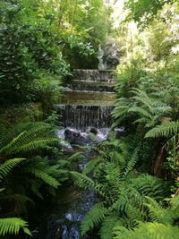 Scenic view of waterfall in forest
