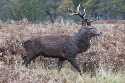 Deer on field