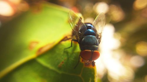 Close-up of insect