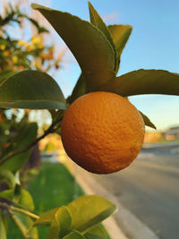 Close-up of oranges growing on tree