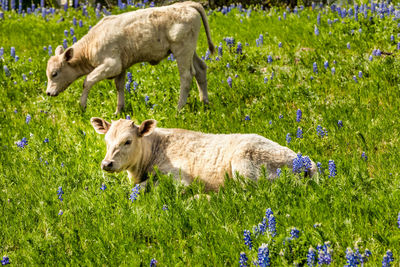 Sheep in a field