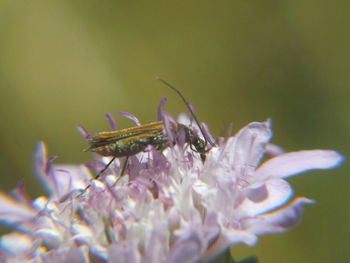 Close-up of insect on flower