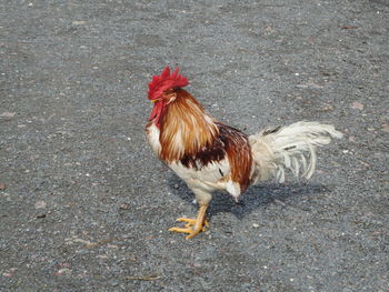 Close-up of rooster