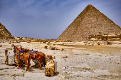 Horses on a land