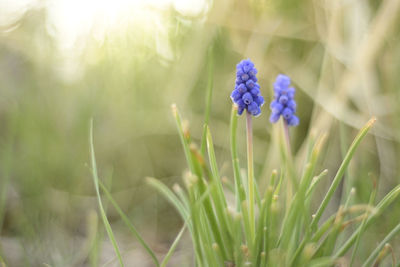Close-up of purple flowering plant on field