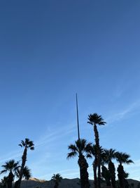 Low angle view of coconut palm trees against blue sky