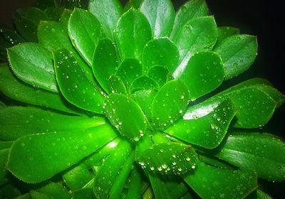 Close-up of wet plant