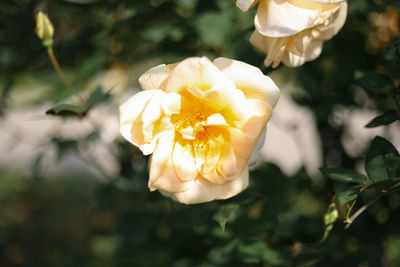 Close-up of yellow rose flower